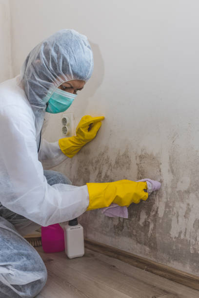 Best Biohazard Mold Removal  in Blair, NE