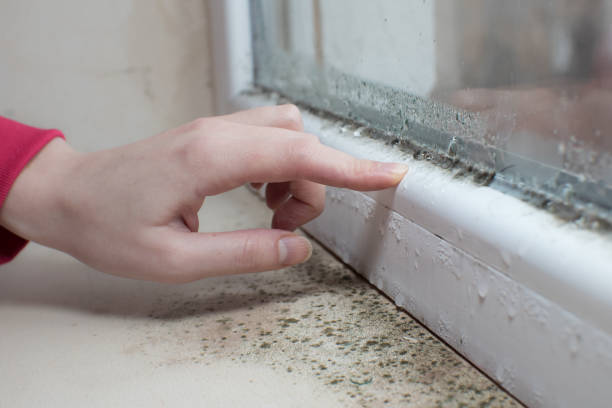 Mold Odor Removal Services in Blair, NE